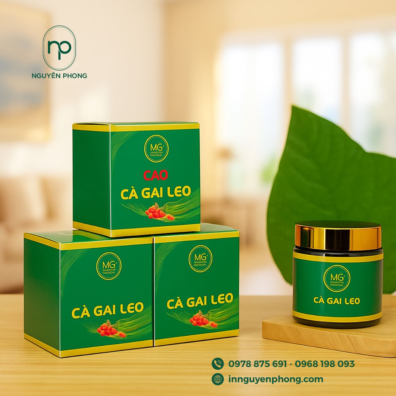 mẫu hộp đựng cà gai leo